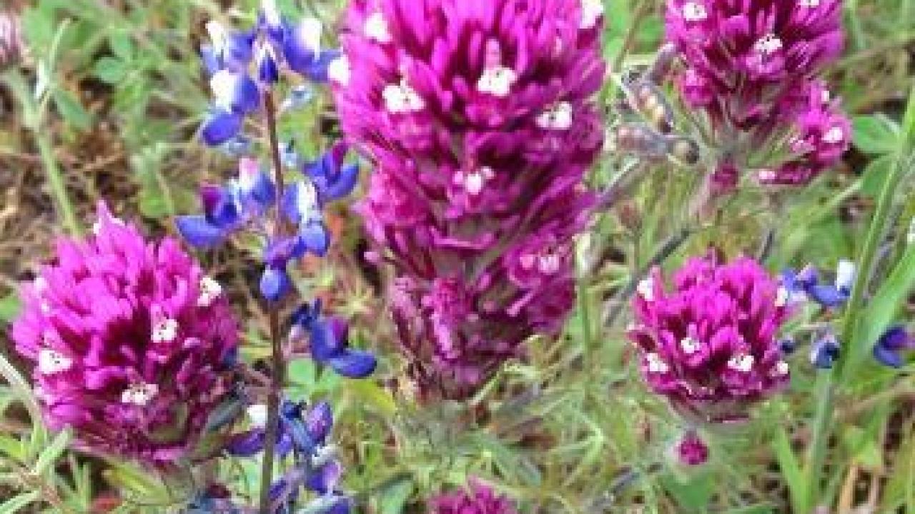 Lupine and denseflower Indian paintbrush flowers