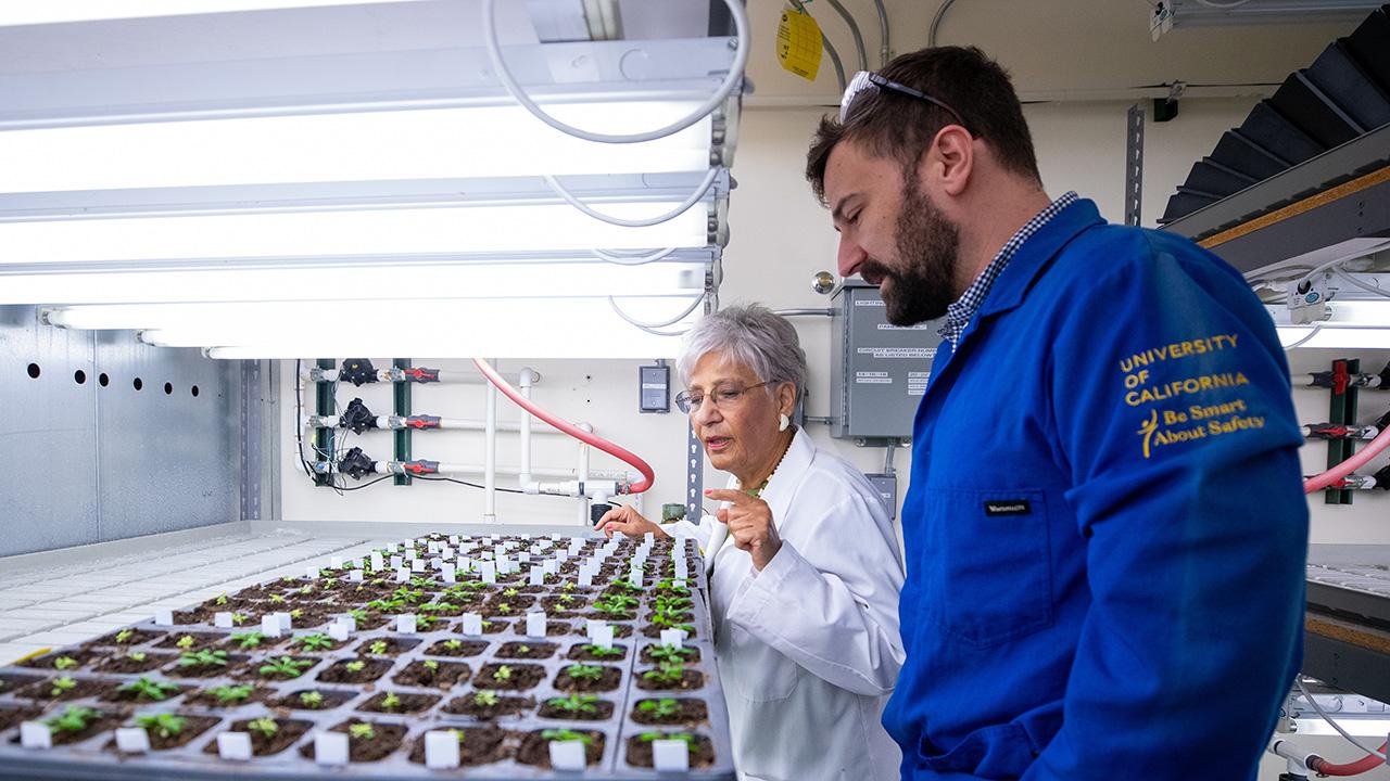 Woman in a lab looking at long trays of little plants. A man looks from behind her.