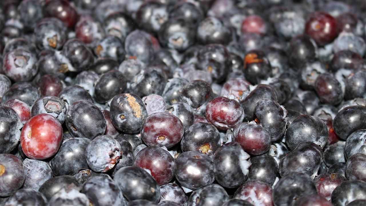 close-up of round purplish dark fruit, a lot of it