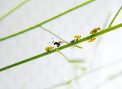 plant aphid parasitoid