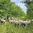 Sheep in an orchard, eating low green plants growing in the open space between rows of green trees.