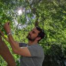 Alessandro Ossola is inspecting a tree. THere's green leaves all around him with the sun coming througoh them. 