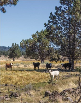 Cattle graze in the Devil's Garden Ranger District of Modoc National Forest, which currently has 89 grazing allotments administered through 74 permits, according to the U.S. Forest Service. Livestock help to manage vegetation to reduce fire risk, and provide nutrients to the land. (photo: William Suckow)