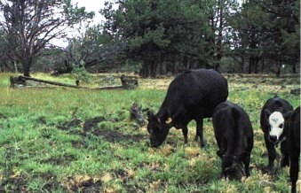 The wooden trough in the background provides water for cattle, seen here grazing in the Pine Springs allotment in the Devil's Garden Ranger District of Modoc National Forest. (photo: Laura Snell)