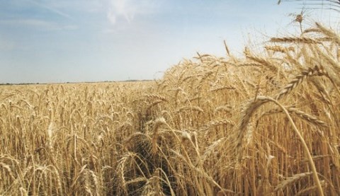 To produce a profitable crop, wheat growers need to produce grain that contains both high yield and high protein content, but it can be difficult to achieve this combination. (photo: Kathy Coatney)