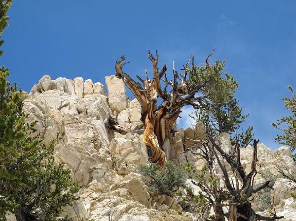 Bristlecone pine trees