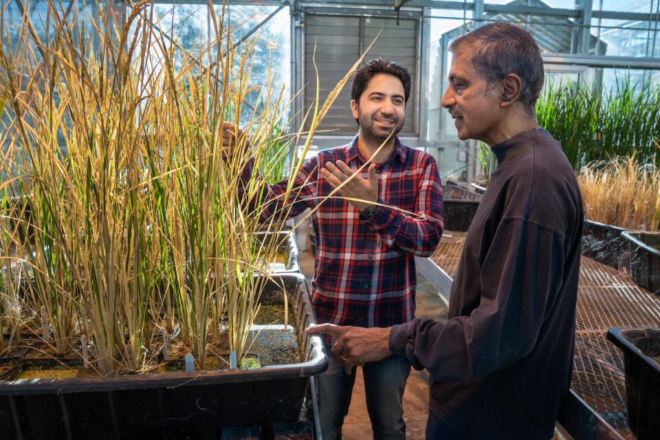 Postdoc Imtiyaz Khanday and Professor Venkatesan Sundaresan with cloned rice plants in a UC Davis greenhouse, December 2018. Khanday, Sundaresan and colleagues have solved the problem of propagating cloned, hybrid plants from seed — a long-sought discovery with big implications for global agriculture. It could make it easier for the world's poorest farmers to grow high-yielding, disease-resistant or climate-tolerant crops and save their seeds for future use. (photo Karin Higgins/UC Davis)