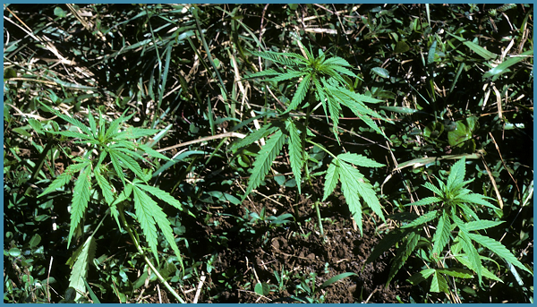Hemp plants