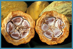 Cacao pods