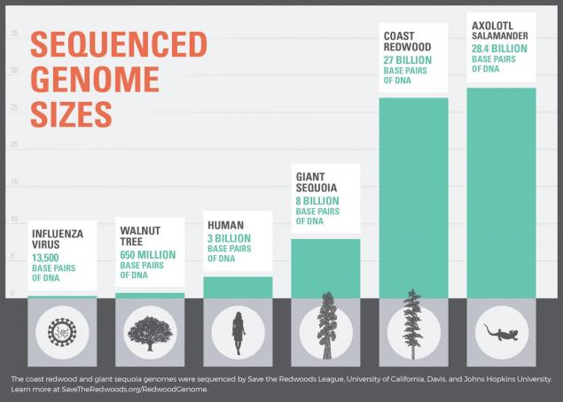 data graphic