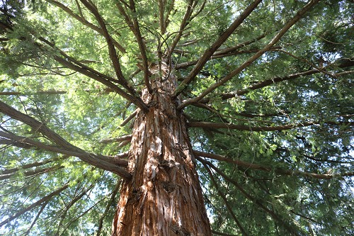 Redwood tree