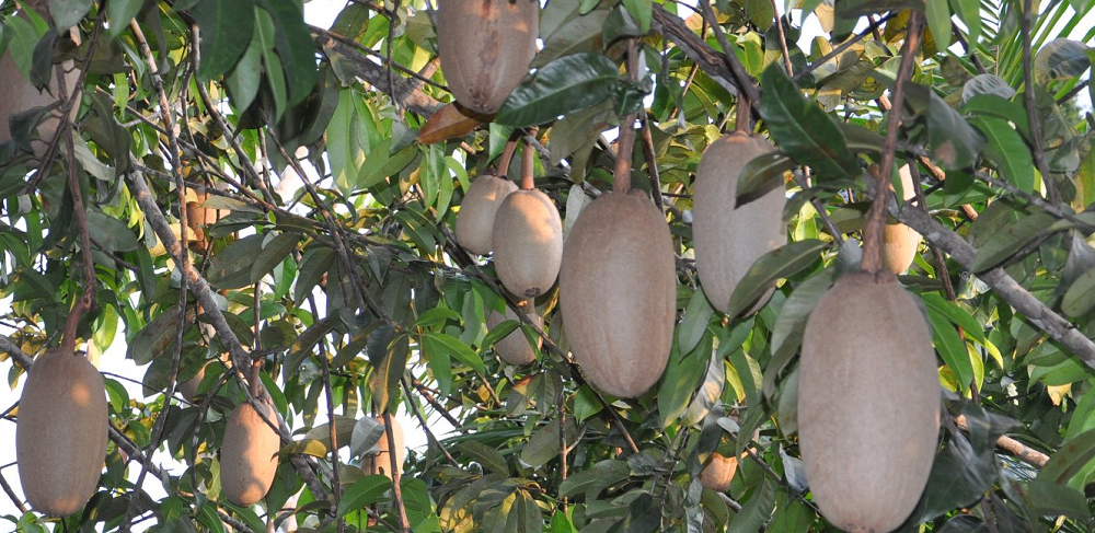 Allanblackia tree