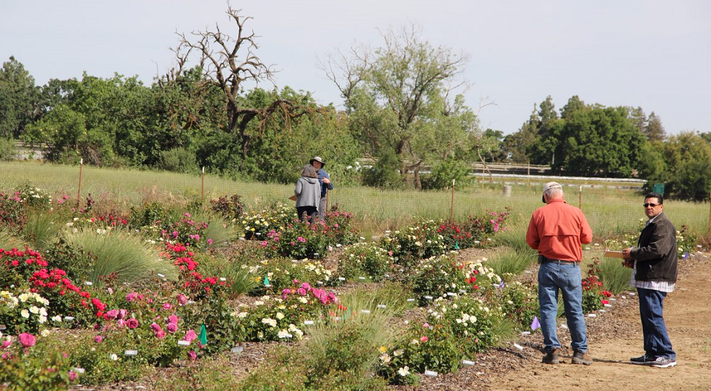 Landscape plants