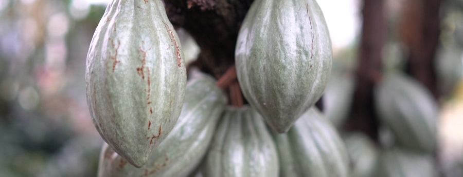 Cacao pods on tree