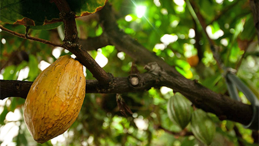 Ripe cacoa pods turn yellow on a tree located at the UC Davis Botanical Conservatory greenhouse.