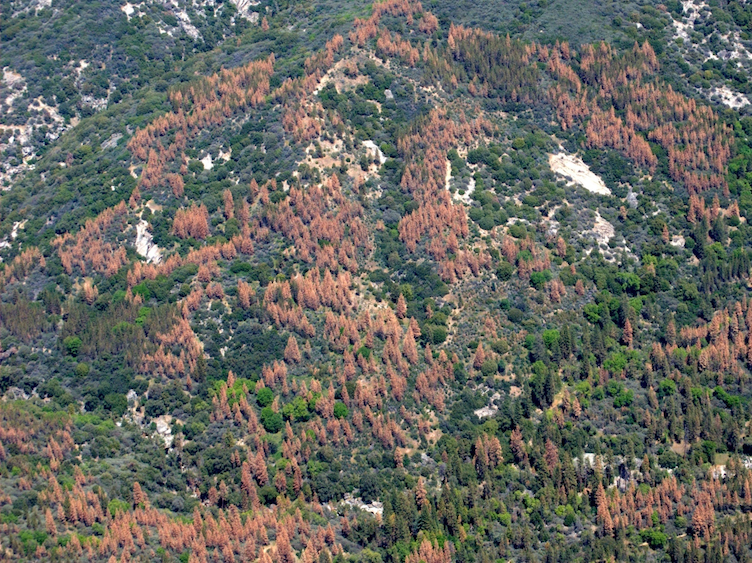 Dead and dying trees dot the landscape in the Sierra Nevada during the region's recent drought. (USDA Forest Service)