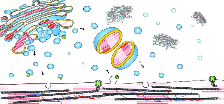 Graphic of plant cell