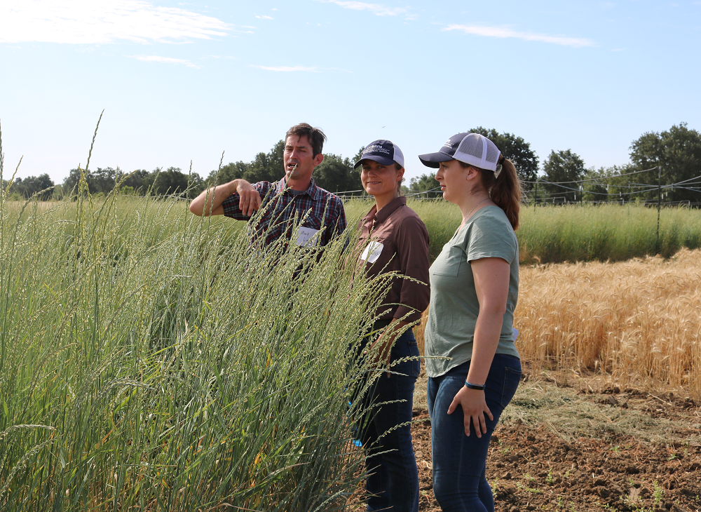 From left, Mark Lundy, Kalyn Diederich, and Taylor Becker looking at Kernza plant.