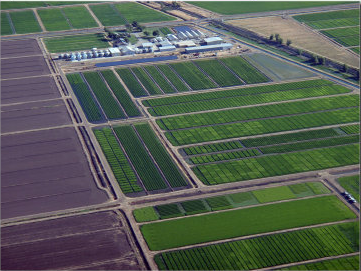 Rice fields