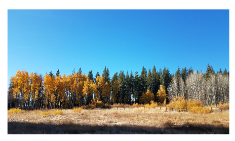 Aspen trees