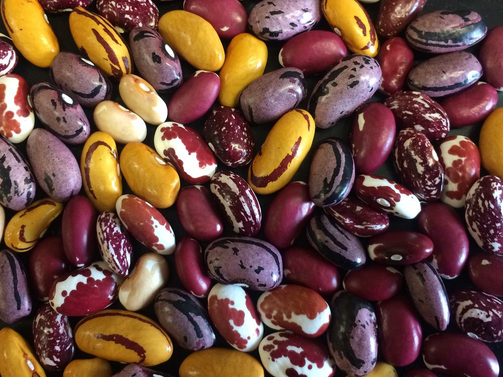 Common beans