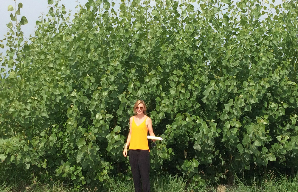 Bioenergy poplar plantation showing one season of re-growth following cut-back 