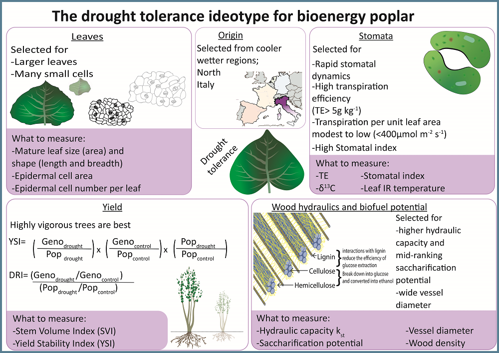 Graphics of poplar drought ideotype