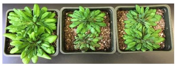 Arabidopsis plants.