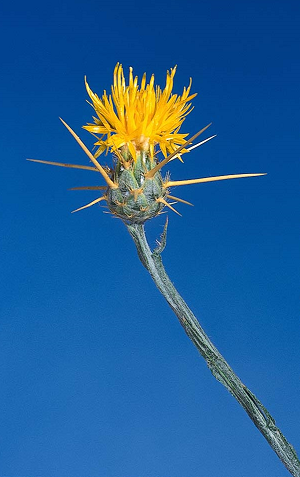 Yellow starthistle. (photo UC ANR)