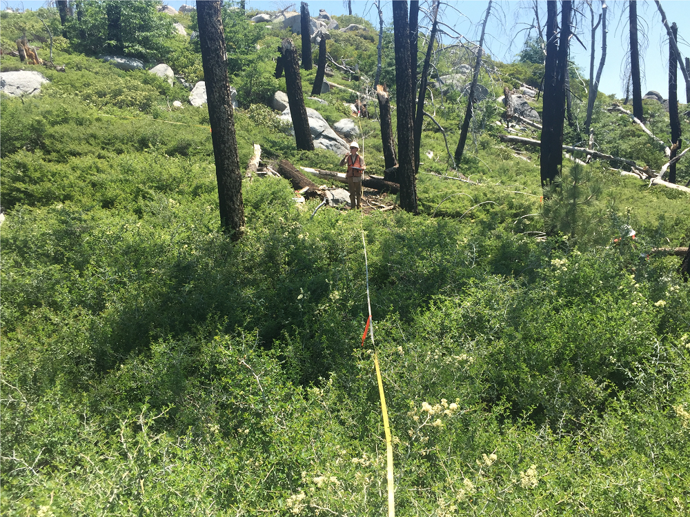 UC Davis’ Clark Richter investigates plant diversity within a transect line of a Sierra Nevada forest affected by drought and wildfire. (Clark Richter/UC Davis)