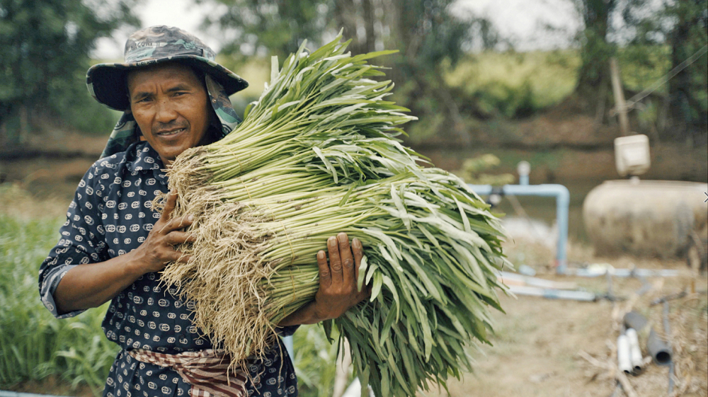Cheang Sophat collects bundles of fresh water spinach from his fields to deliver to the Tasey Samaki Agricultural Cooperative’s packinghouse, to fulfill a customer’s order. (Max Fannin for UC Davis)