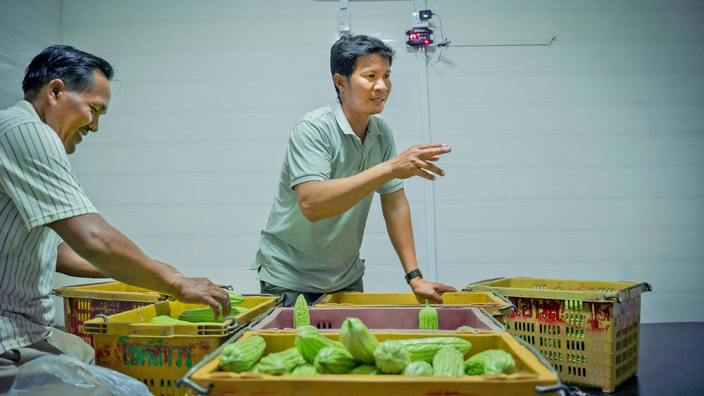 Farmers Nob Non, right, and Cheang Sophat, left, move unsold bittermelon into the packinghouse cold room to keep the vegetables fresh for future sale. Non is president of the cooperative that owns the packinghouse and also the first farmer to be certified for “good agricultural practices,” a certification used commonly in expert products and that is made possible by improved technologies at the packinghouse. (Max Fannin for UC Davis)