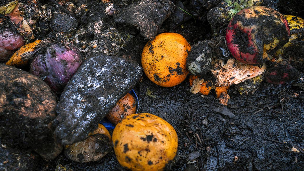 Some of the food in these piles has only recently arrived from nearby restaurants, supermarkets and food processors. (Karen Higgins/UC Davis)