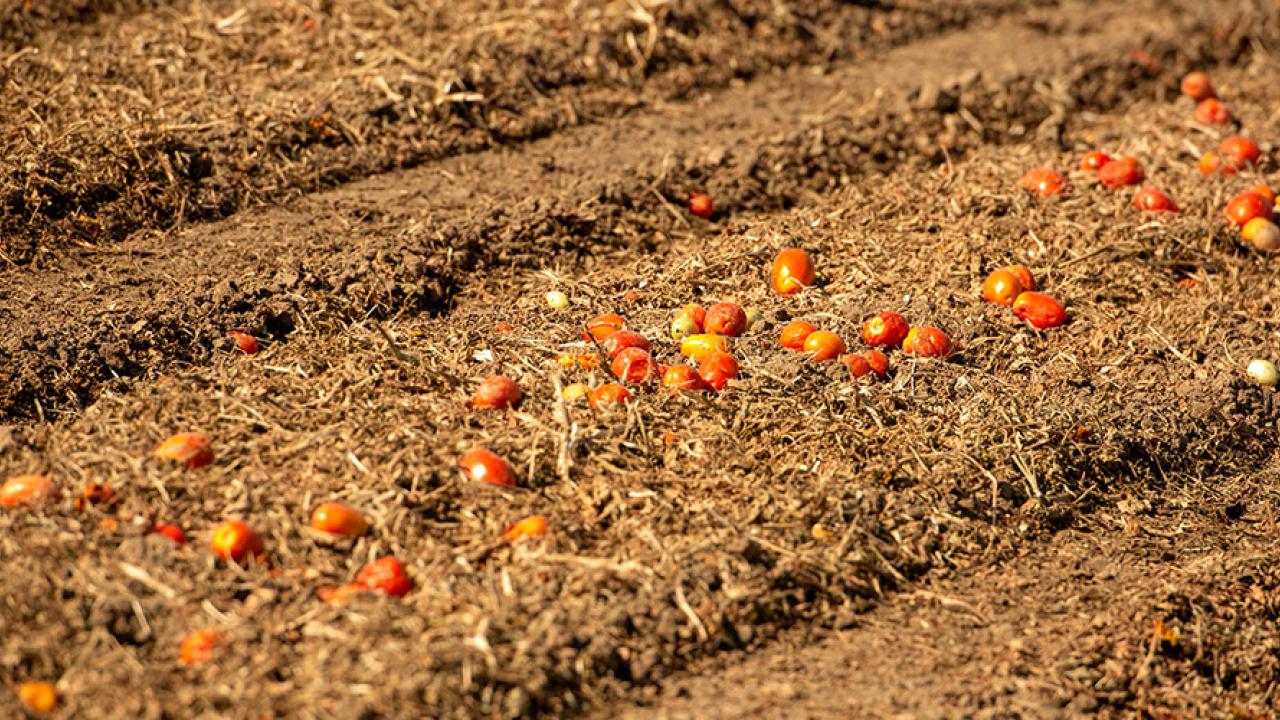 A tomato field after harvest at Russell Ranch (Greg Urquiaga/UC Davis)