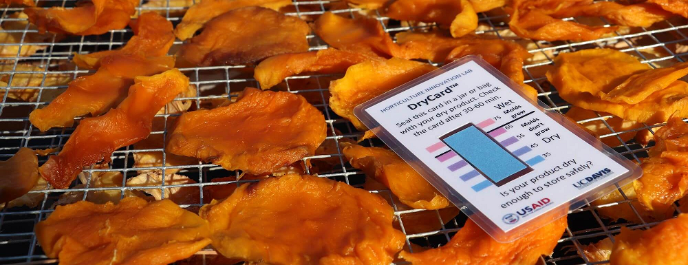 The DryCard changes color to indicate whether dried foods are dry enough to store safely, to help reduce the risk of mold growth. (Brenda Dawson/UC Davis)