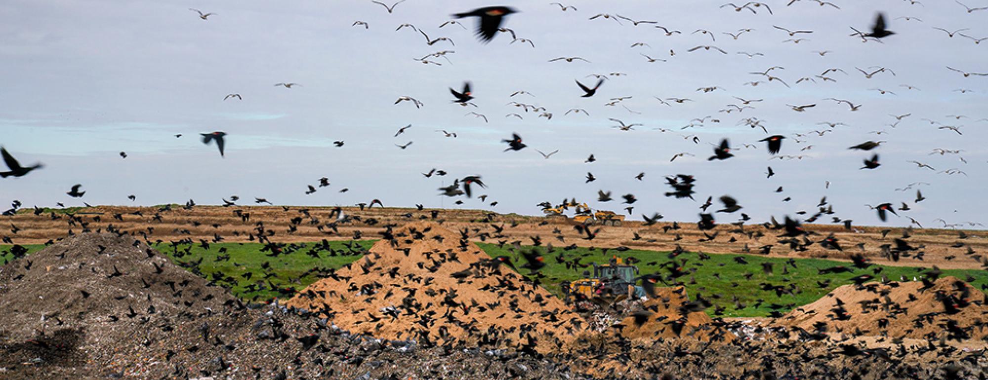 Most consumer food waste ends up buried in landfills like this one at the Western Placer Waste Management Authority, where it creates methane, a potent greenhouse gas. (Karin Higgins/UC Davis)