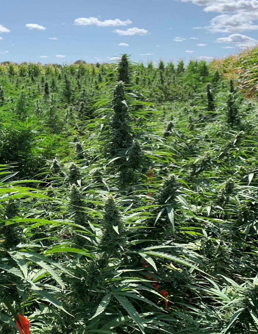 Hemp growing in breeding plots at UC Davis in September 2019. (Charlie Brummer/UC Davis)