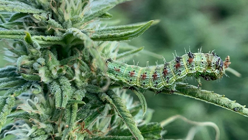 Corn ear worm. (Charlie Brummer/UC Davis)