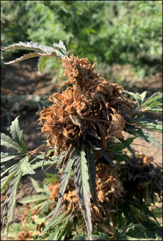 Corn ear worm damage on industrial hemp buds. (Charlie Brummer/UC Davis)