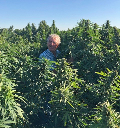 UC Cooperative Extension specialist Bob Hutmacher stands among tall cultivars of industrial hemp in September 2019.