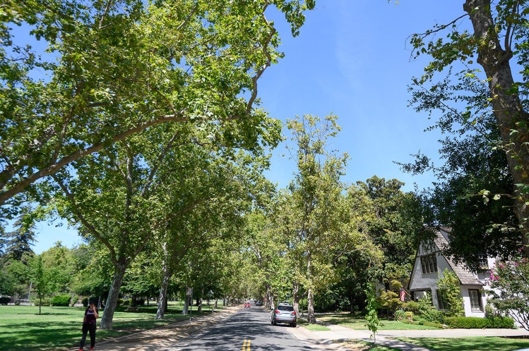 A shady lane by Sacramento’s Land Park is in stark contrast to streets in more disadvantaged communities just a few blocks away. (Gregory Urquiaga/UC Davis)