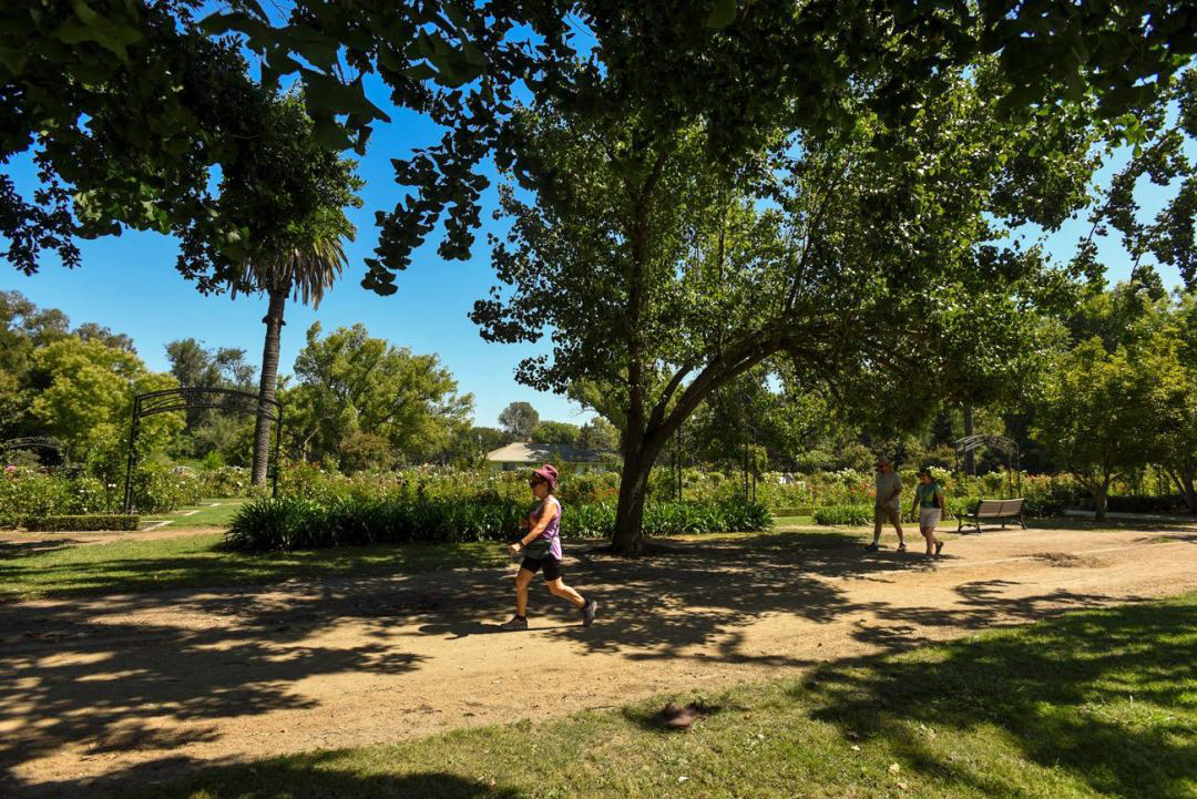 People stroll through McKinley Park in Sacramento. The city’s tree canopy shades about 20 percent of its land, but tree canopy distribution varies widely among neighborhoods. (Gregory Urquiaga/UC Davis)