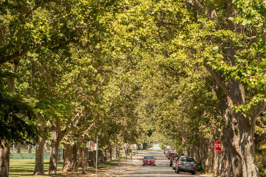 A well-shaded area can lower the temperature of a place by as much as 10 degrees, an important difference for a warming city. (Gregory Urquiaga/UC Davis)