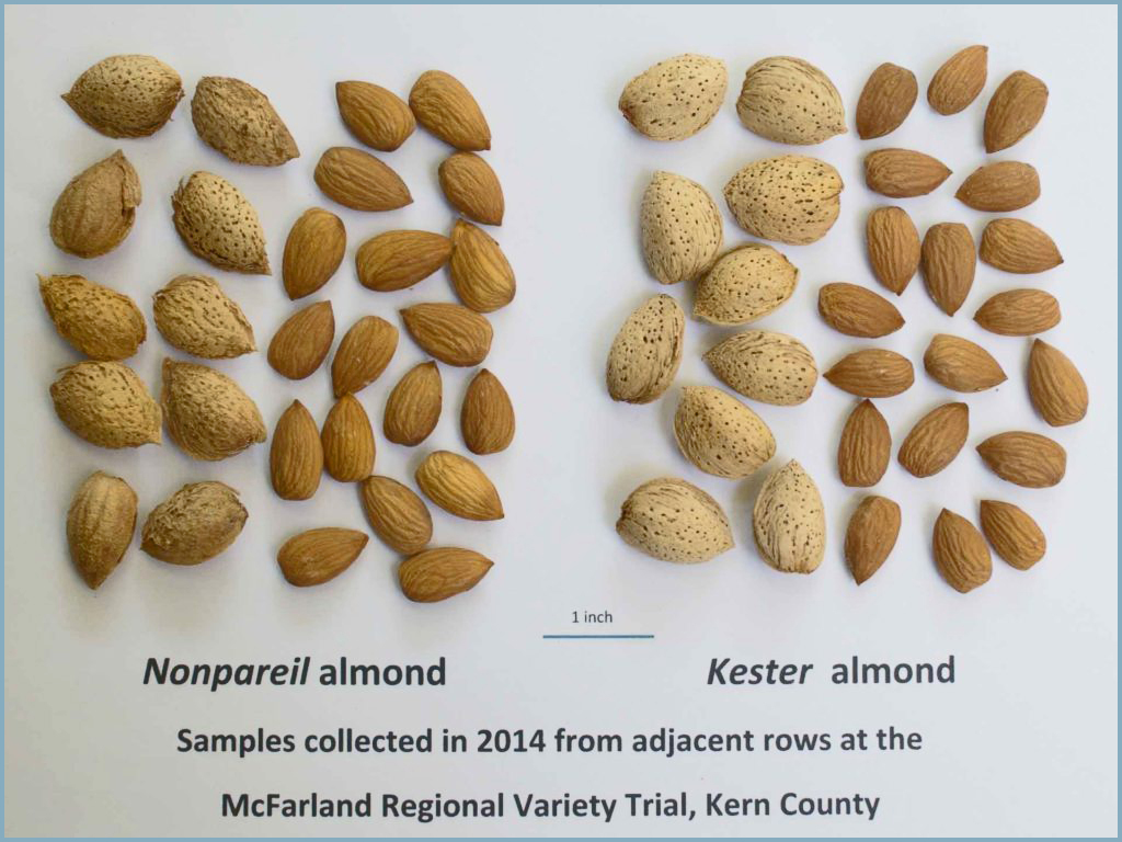Appearance of in-shell nuts and kernels of Kester compared to Nonpareil. (courtesy Tom Gradziel/UC Davis) 