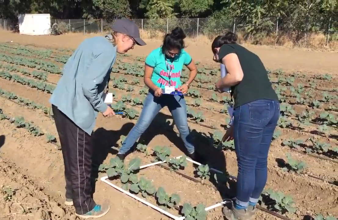 Three Plant Sciences students in the field.