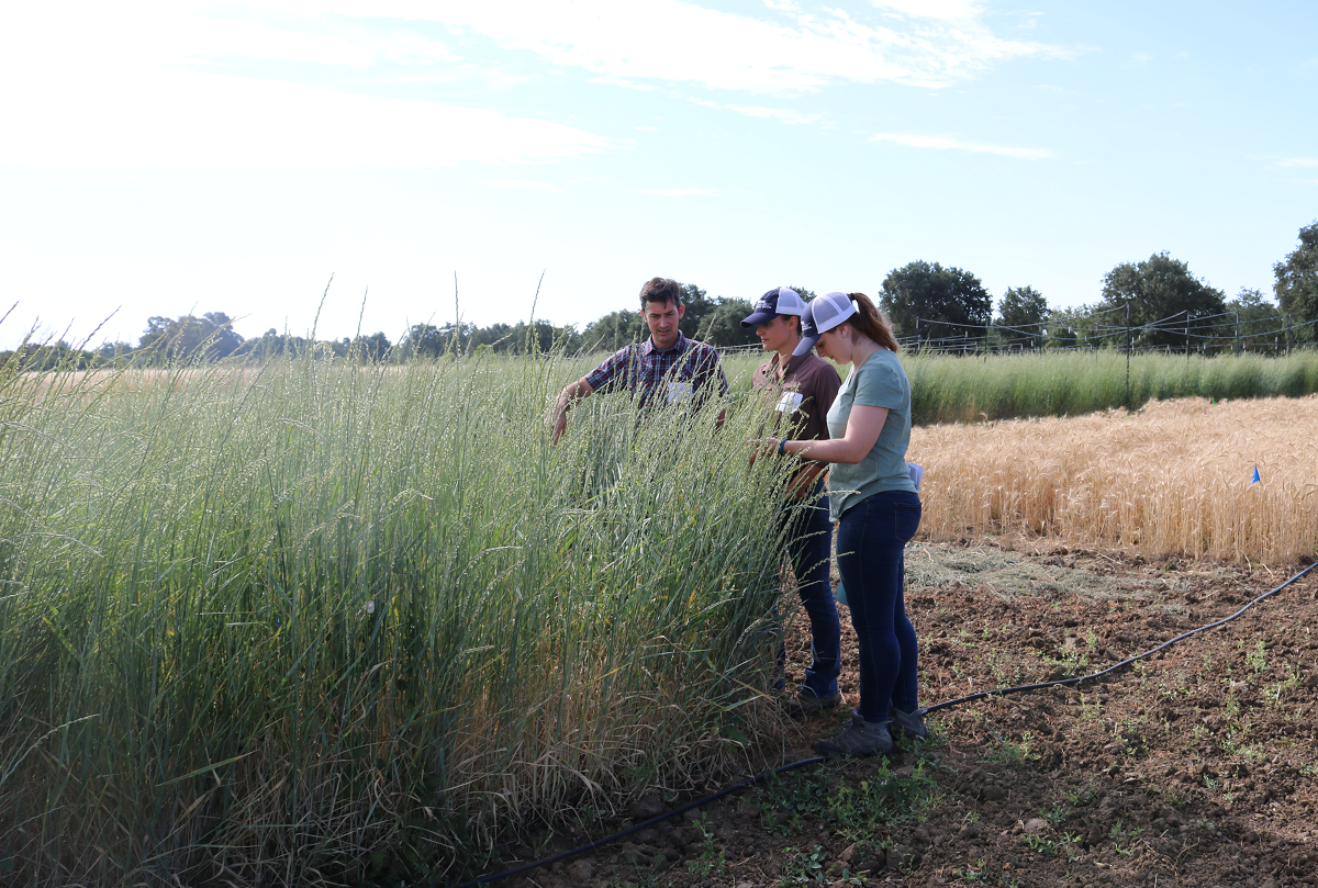 From left, researcher Mark Lundy and Plant Sciences graduate students Kalyn Diederich and Taylor Becker working on Kernza research trials at Russell Ranch, UC Davis. (photo Ann Filmer/UC Davis)