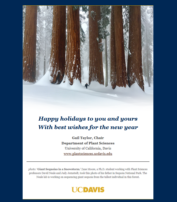 ‘Giant Sequoias in a Snowstorm.’ Zane Moore, a Ph.D. student working with Plant Sciences professors David Neale and Judy Jernstedt, took this photo of his father in Sequoia National Park. The Neale lab is working on sequencing giant sequoia from the tallest individual in this forest.