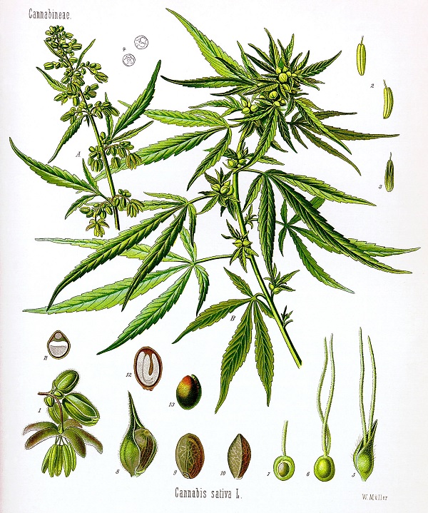 Cannabis schematic