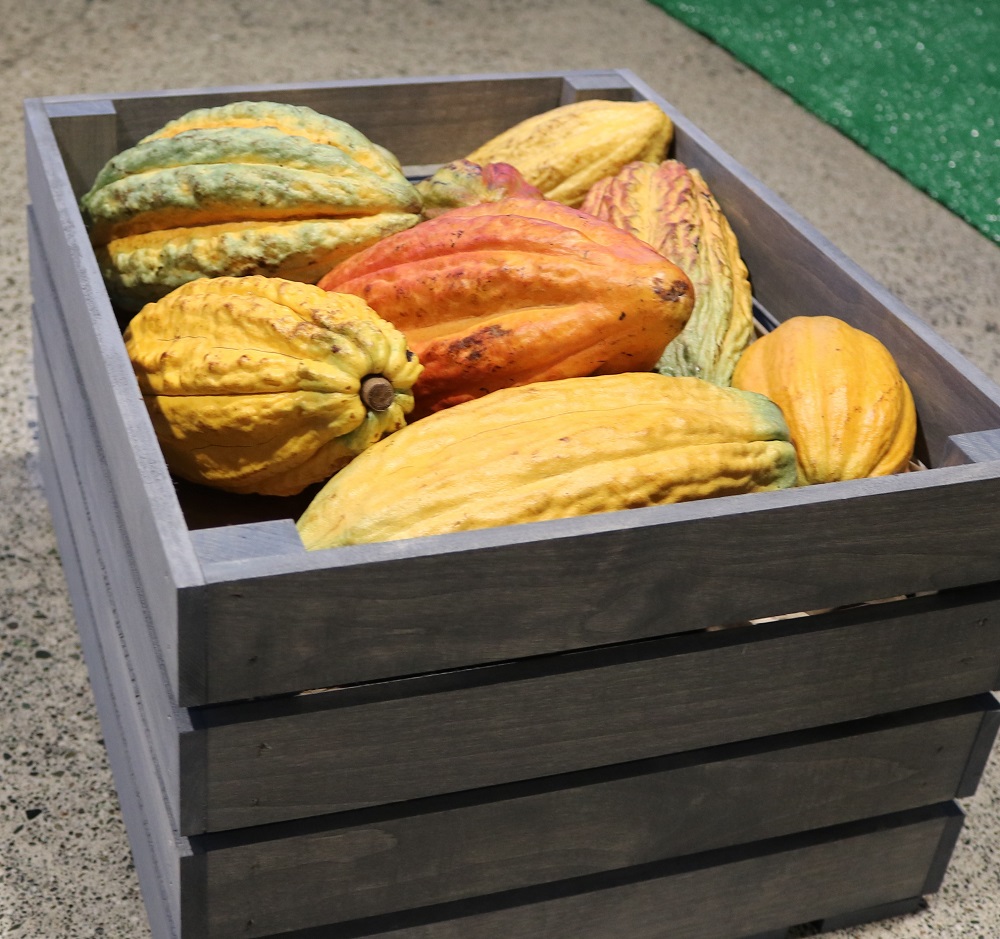 Cacao pods, from Theobroma cacao, containing cacao beans which will be processed for chocolate. photo Ann Filmer/UC Davis