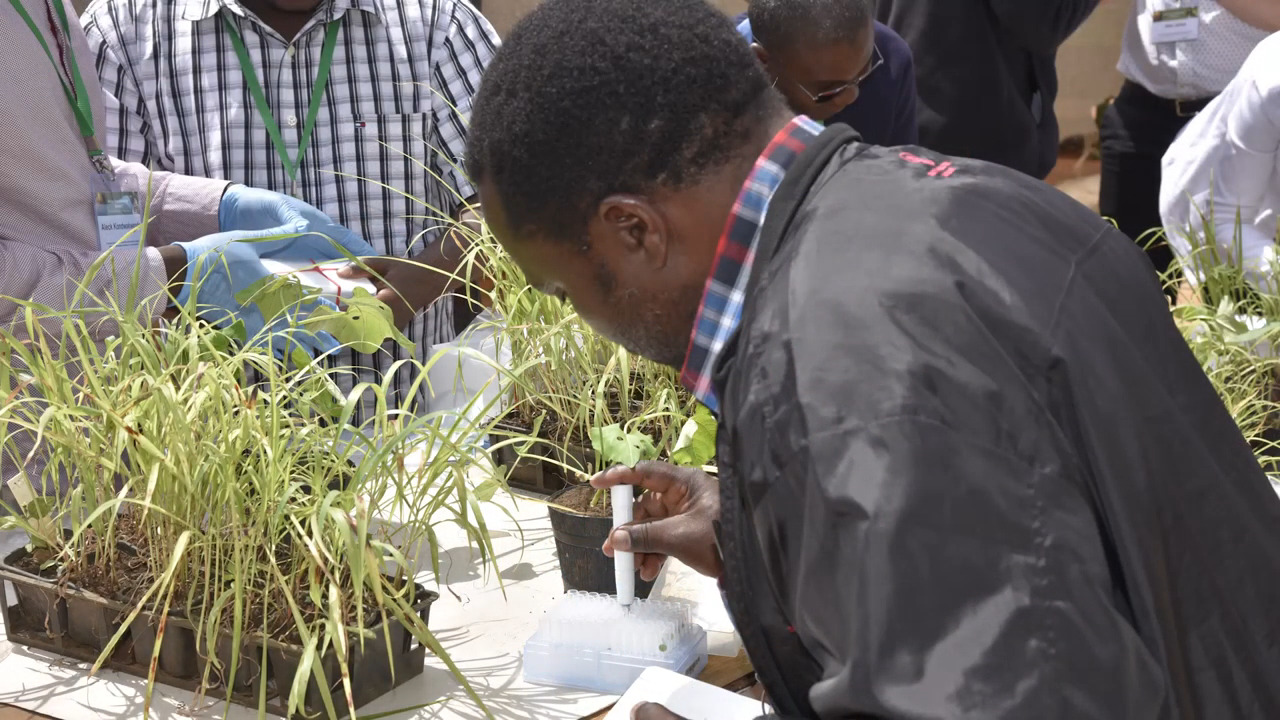 Plant breeding student in Africa